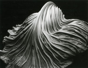 Edward Weston, Cabbage Leaf, 1931