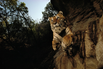 Michael Nichols, Charger, Bandhavgarh National Park, India, 1996. 