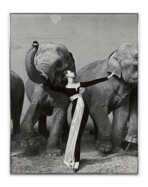 Richard Avedon, Dovima with Elephants (1955)