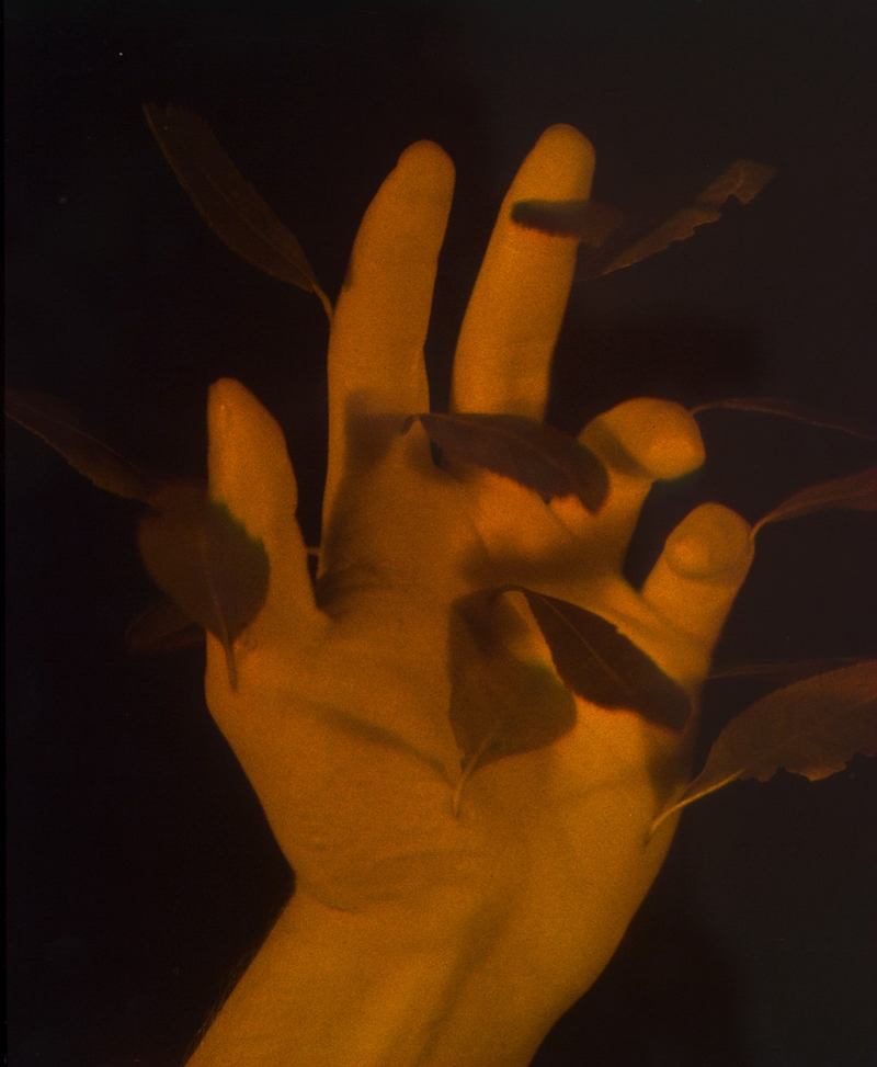 DANIEL STEEGMANN MANGRANÉ. A LEAF-SHAPED ANIMAL DRAWS THE HAND